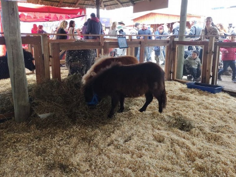 Los caballitos de Olavarra otra vez son furor en La Rural